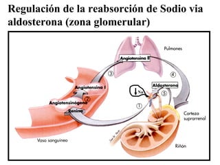 Regulación de la reabsorción de Sodio via aldosterona (zona glomerular) Na 