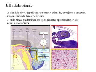 Glándula pineal. La glándula pineal (epífisis) es un órgano aplanado, semejante a una piña, unido al techo del tercer vent...