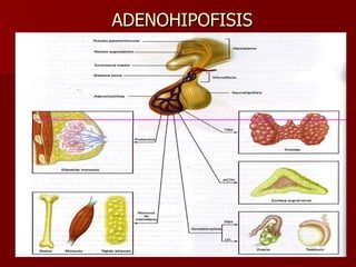 ADENOHIPOFISIS 