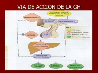 VIA DE ACCION DE LA GH 