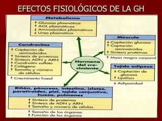EFECTOS FISIOLÓGICOS DE LA GH 