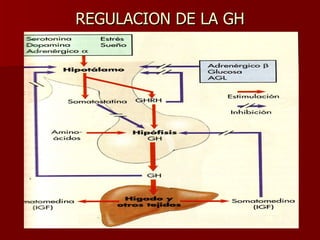 REGULACION DE LA GH 