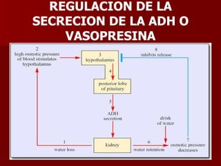 REGULACION DE LA SECRECION DE LA ADH O VASOPRESINA 