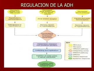 REGULACION DE LA ADH 