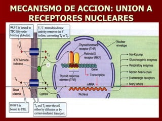 MECANISMO DE ACCION: UNION A RECEPTORES NUCLEARES 