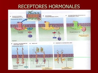 RECEPTORES HORMONALES 