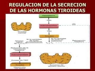 REGULACION DE LA SECRECION DE LAS HORMONAS TIROIDEAS 