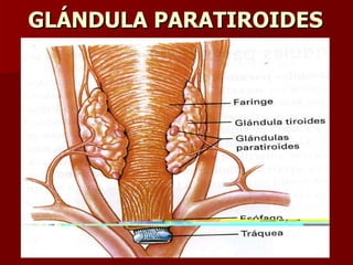 GLÁNDULA PARATIROIDES 