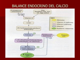 BALANCE ENDOCRINO DEL CALCIO 