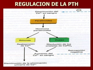 REGULACION DE LA PTH 