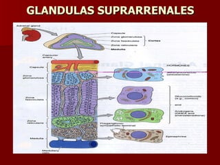 GLANDULAS SUPRARRENALES 