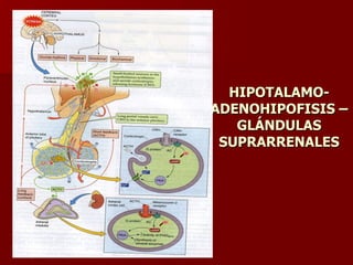 HIPOTALAMO-ADENOHIPOFISIS –GLÁNDULAS SUPRARRENALES 