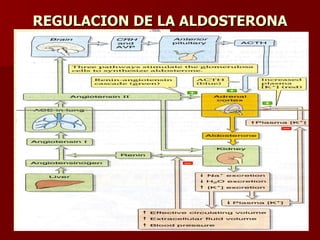 REGULACION DE LA ALDOSTERONA 