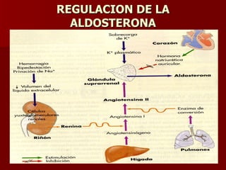 REGULACION DE LA ALDOSTERONA 