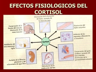 EFECTOS FISIOLOGICOS DEL CORTISOL 