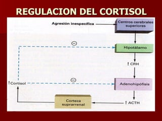 REGULACION DEL CORTISOL 