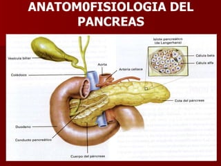 ANATOM0FISIOLOGIA DEL PANCREAS 