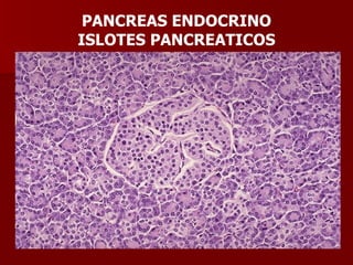 PANCREAS ENDOCRINO ISLOTES PANCREATICOS 