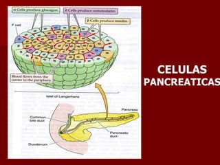 CELULAS  PANCREATICAS 