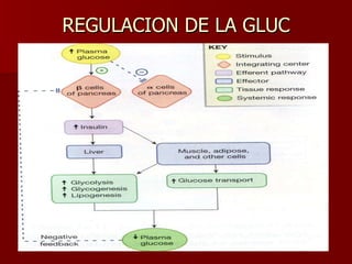 REGULACION DE LA GLUC 