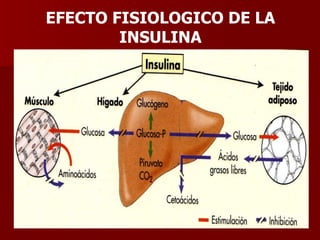 EFECTO FISIOLOGICO DE LA INSULINA 