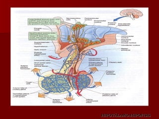 HIPOTÁLAMO-HIPOFISIS 