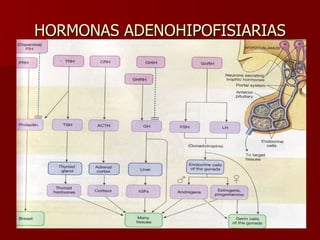 HORMONAS ADENOHIPOFISIARIAS 