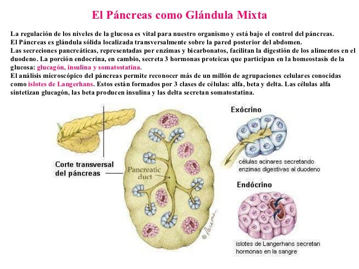 Sistema Endocrino