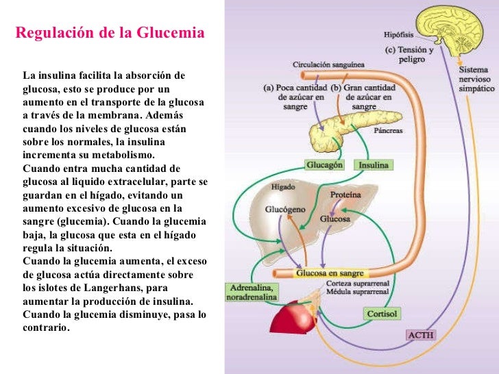 Sistema Endocrino Sistema Endocrino