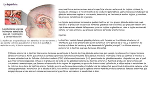 exocrinas liberan sus secreciones sobre la superficie interna o externa de los tejidos cutáneos, la
                                                           mucosa del estómago o el revestimiento de los conductos pancreáticos. Las hormonas secretadas por las
                                                           glándulas endocrinas regulan el crecimiento, desarrollo y las funciones de muchos tejidos, y coordinan
                                                           los procesos metabólicos del organismo.

                                                           Los tejidos que producen hormonas se pueden clasificar en tres grupos: glándulas endocrinas, cuya
                                                           función es la producción exclusiva de hormonas; glándulas endo-exocrinas, que producen también otro
                                                           tipo de secreciones además de hormonas; y ciertos tejidos no glandulares, como el tejido nervioso del
                                                           sistema nervioso autónomo, que produce sustancias parecidas a las hormonas.

                                                           Hipófisis

                                                           La hipófisis, también llamada glándula pituitaria, está formada por tres lóbulos: el anterior, el
                                                           intermedio, que en los primates sólo existe durante un corto periodo de la vida, y el posterior. Se
                                                           localiza en la base del cerebro y se ha denominado la "glándula principal". Los lóbulos anterior y
                                                           posterior de la hipófisis segregan hormonas diferentes.

El lóbulos anterior de la hipófisis libera varias hormonas que estimulan la función de otras glándulas endocrinas, por ejemplo, la adrenocorticotropina, hormona
adrenocorticotropa o ACTH, que estimula la corteza suprarrenal; la hormona estimulante de la glándula tiroides o tirotropina (TSH) que controla el tiroides; la
hormona estimulante de los folículos o foliculoestimulante (FSH) y la hormona luteinizante (LH), que estimulan las glándulas sexuales; y la prolactina, que, al igual
que otras hormonas especiales, influye en la producción de leche por las glándulas mamarias. La hipófisis anterior es fuente de producción de la hormona del
crecimiento o somatotropina, que favorece el desarrollo de los tejidos del organismo, en particular la matriz ósea y el músculo, e influye sobre el metabolismo de
los hidratos de carbono. La hipófisis anterior también secreta una hormona denominada estimuladora de los melanocitos, que estimula la síntesis de melanina en las
células pigmentadas o melanocitos. En la década de 1970, los científicos observaron que la hipófisis anterior también producía sustancias llamadas endorfinas, que
son péptidos que actúan sobre el sistema nervioso central y periférico para reducir la sensibilidad al dolor.
 