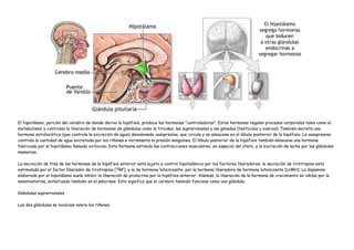 El hipotálamo, porción del cerebro de donde deriva la hipófisis, produce las hormonas "controladoras". Estas hormonas regulan procesos corporales tales como el
metabolismo y controlan la liberación de hormonas de glándulas como la tiroides, las suprarrenales y las gónadas (testículos u ovarios). También secreta una
hormona antidiurética (que controla la excreción de agua) denominada vasopresina, que circula y se almacena en el lóbulo posterior de la hipófisis. La vasopresina
controla la cantidad de agua excretada por los riñones e incrementa la presión sanguínea. El lóbulo posterior de la hipófisis también almacena una hormona
fabricada por el hipotálamo llamada oxitocina. Esta hormona estimula las contracciones musculares, en especial del útero, y la excreción de leche por las glándulas
mamarias.

La secreción de tres de las hormonas de la hipófisis anterior está sujeta a control hipotalámico por los factores liberadores: la secreción de tirotropina está
estimulada por el factor liberador de tirotropina (TRF), y la de hormona luteinizante, por la hormona liberadora de hormona luteinizante (LHRH). La dopamina
elaborada por el hipotálamo suele inhibir la liberación de prolactina por la hipófisis anterior. Además, la liberación de la hormona de crecimiento se inhibe por la
somatostatina, sintetizada también en el páncreas. Esto significa que el cerebro también funciona como una glándula.

Glándulas suprarrenales

Las dos glándulas se localizan sobre los riñones.
 