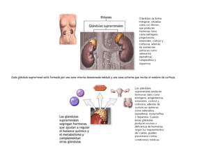 Cada glándula suprarrenal está formada por una zona interna denominada médula y una zona externa que recibe el nombre de corteza.
 
