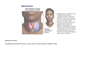 Glándulas paratiroides

Las glándulas paratiroides se localizan en un área cercana o están inmersas en la glándula tiroides.
 