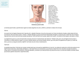 La hormona paratiroidea o parathormona regula los niveles sanguíneos de calcio y fósforo y estimula la reabsorción de hueso.

Ovarios

Los ovarios son los órganos femeninos de la reproducción, o gónadas femeninas. Son estructuras pares con forma de almendra situadas a ambos lados del útero.
Los folículos ováricos producen óvulos, o huevos, y también segregan un grupo de hormonas denominadas estrógenos, necesarias para el desarrollo de los órganos
reproductores y de las características sexuales secundarias, como distribución de la grasa, amplitud de la pelvis, crecimiento de las mamas y vello púbico y axilar.

La progesterona ejerce su acción principal sobre la mucosa uterina en el mantenimiento del embarazo. También actúa junto a los estrógenos favoreciendo el
crecimiento y la elasticidad de la vagina. Los ovarios también elaboran una hormona llamada relaxina, que actúa sobre los ligamentos de la pelvis y el cuello del
útero y provoca su relajación durante el parto, facilitando de esta forma el alumbramiento.

Testículos

Las gónadas masculinas o testículos son cuerpos ovoideos pares que se encuentran suspendidos en el escroto. Las células de Leydig de los testículos producen una o
más hormonas masculinas, denominadas andrógenos. La más importante es la testosterona, que estimula el desarrollo de los caracteres sexuales secundarios,
influye sobre el crecimiento de la próstata y vesículas seminales, y estimula la actividad secretora de estas estructuras. Los testículos también contienen células
que producen gametos masculinos o espermatozoides.
 