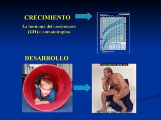 CRECIMIENTO DESARROLLO La hormona del crecimiento (GH) o somatotropina 