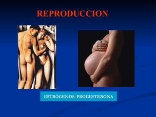 REPRODUCCION ESTRÓGENOS. PROGESTERONA 