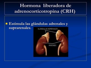 Hormona  liberadora de adrenocorticotropina (CRH)   Estimula las glándulas adrenales y suprarenales . 
