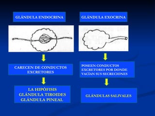 GLÁNDULA ENDOCRINA GLÁNDULA EXOCRINA  CARECEN DE CONDUCTOS EXCRETORES POSEEN CONDUCTOS EXCRETORES POR DONDE VACÍAN SUS SECRECIONES   LA HIPÓFISIS GLÁNDULA TIROIDES GLÁNDULA PINEAL  GLÁNDULAS SALIVALES  