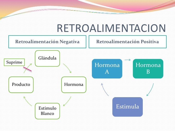 Mecanismo De Retroalimentacion Positiva Y Negativa En El Sistema Endocrino