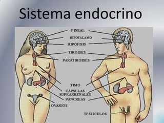 Sistema endocrino 