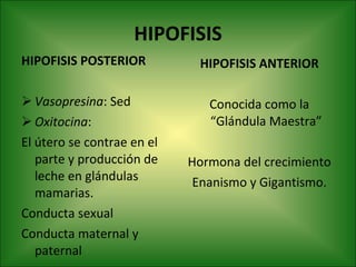 HIPOFISIS HIPOFISIS POSTERIOR Vasopresina : Sed Oxitocina :  El útero se contrae en el parte y producción de leche en glándulas mamarias. Conducta sexual Conducta maternal y paternal HIPOFISIS ANTERIOR Conocida como la “Glándula Maestra” Hormona del crecimiento Enanismo y Gigantismo. 