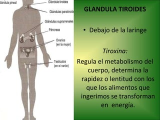 GLANDULA TIROIDES Debajo de la laringe Tiroxina: Regula el metabolismo del cuerpo, determina la rapidez o lentitud con los que los alimentos que ingerimos se transforman en  energía. 