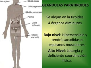 GLANDULAS PARATIROIDES Se alojan en la tiroides. 4 órganos diminutos. Bajo nivel : Hipersensible y tendrá sacudidas o espasmos musculares. Alto Nivel : Letargia y deficiente coordinación física. 