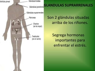 GLANDULAS SUPRARRENALES Son 2 glándulas situadas arriba de los riñones. Segrega hormonas importantes para enfrentar el estrés. 
