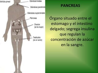 PANCREAS Órgano situado entre el estomago y el intestino  delgado; segrega insulina que regulan la concentración de azúcar en la sangre. 