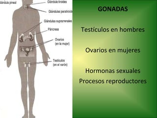 GONADAS Testículos en hombres Ovarios en mujeres Hormonas sexuales Procesos reproductores 
