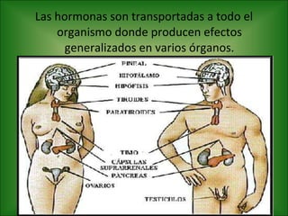 Las hormonas son transportadas a todo el organismo donde producen efectos generalizados en varios órganos. 