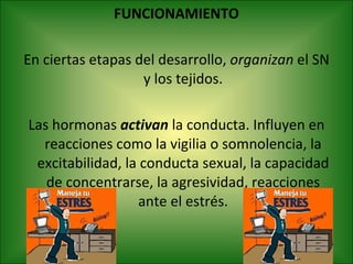 FUNCIONAMIENTO En ciertas etapas del desarrollo,  organizan  el SN y los tejidos. Las hormonas  activan  la conducta. Influyen en reacciones como la vigilia o somnolencia, la excitabilidad, la conducta sexual, la capacidad de concentrarse, la agresividad, reacciones ante el estrés. 