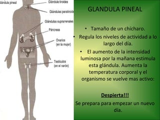 GLANDULA PINEAL Tamaño de un chícharo. Regula los niveles de actividad a lo largo del día. El aumento de la intensidad luminosa por la mañana estimula esta glándula. Aumenta la temperatura corporal y el organismo se vuelve mas activo: Despierta!!! Se prepara para empezar un nuevo día. 