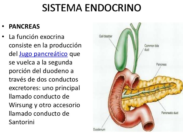 Sistema endocrino_seg,medio Sistema endocrino_seg,medio